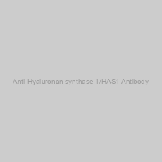 Image of Anti-Hyaluronan synthase 1/HAS1 Antibody